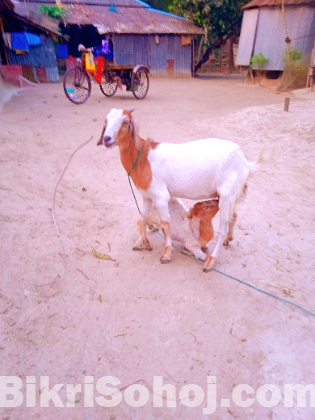 ছাগল বিক্রি